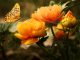 Orange blomst bliver spist af sommerfugl