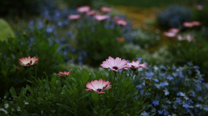 Have med pink blomster