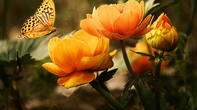 Orange blomst bliver spist af sommerfugl